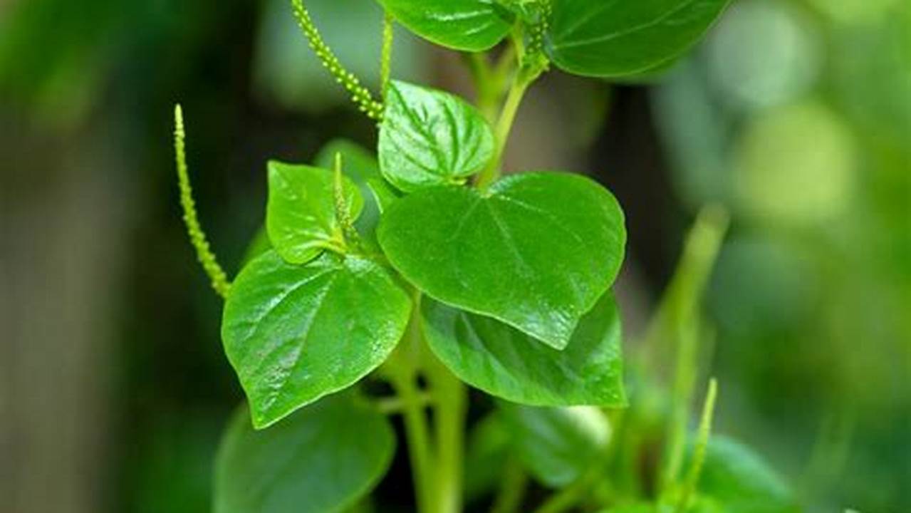 7 Manfaat Daun Sirih Cina yang Jarang Diketahui!